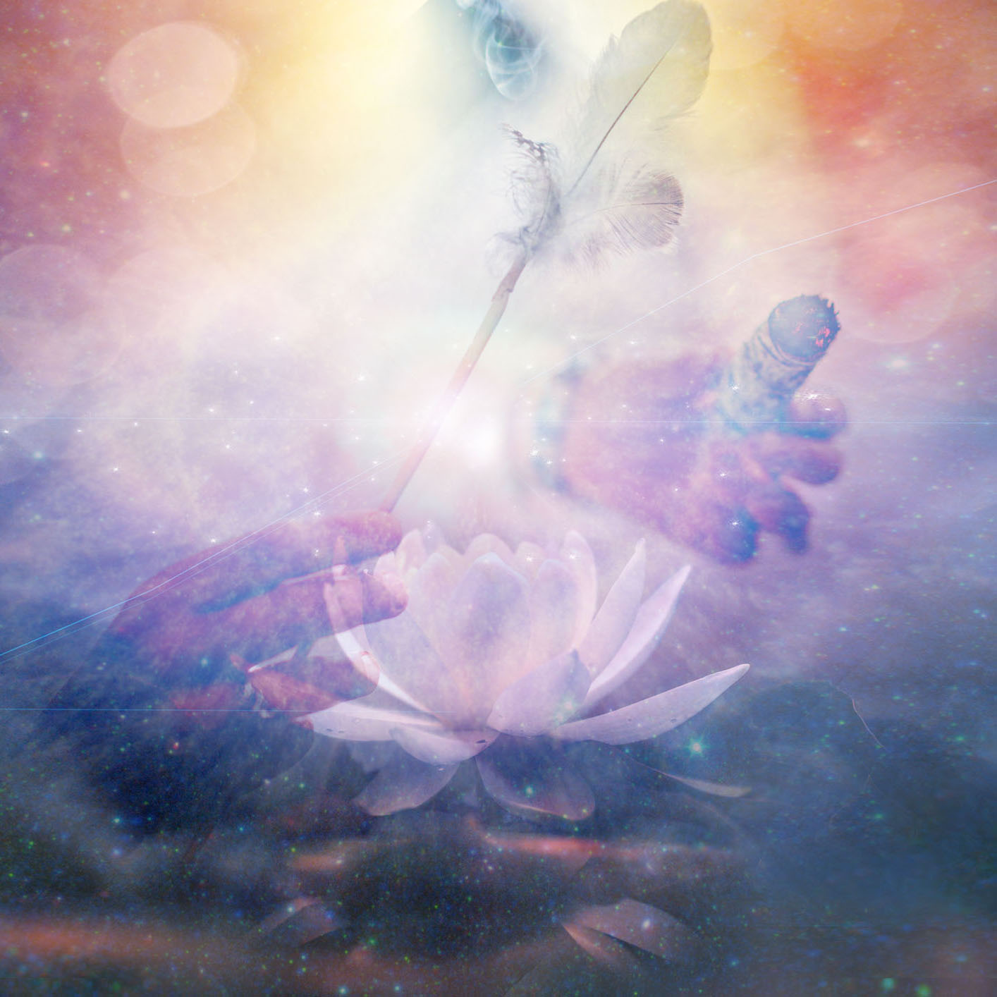 lotus flower in water with sunshine